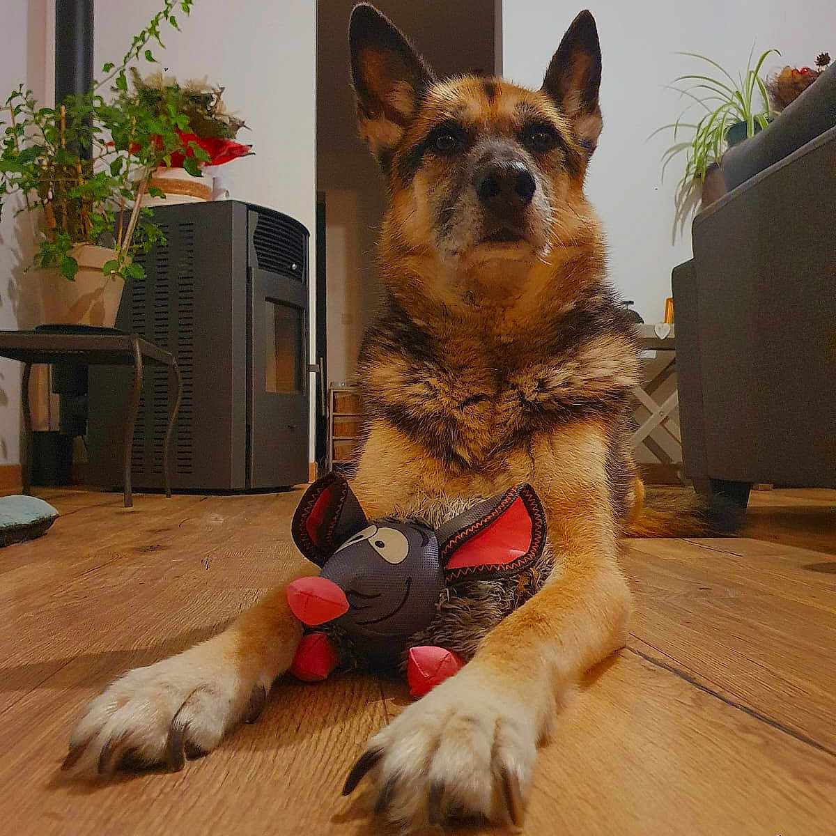 Fibi participe au concours pour gagner de l'argent avec cette photo : animal, architecture, building, canine, dog, furniture, hardwood, indoors, interiordesign, jar, livingroom, pet, plant, planter, pottedplant, pottery, puppy, room, vase, wood