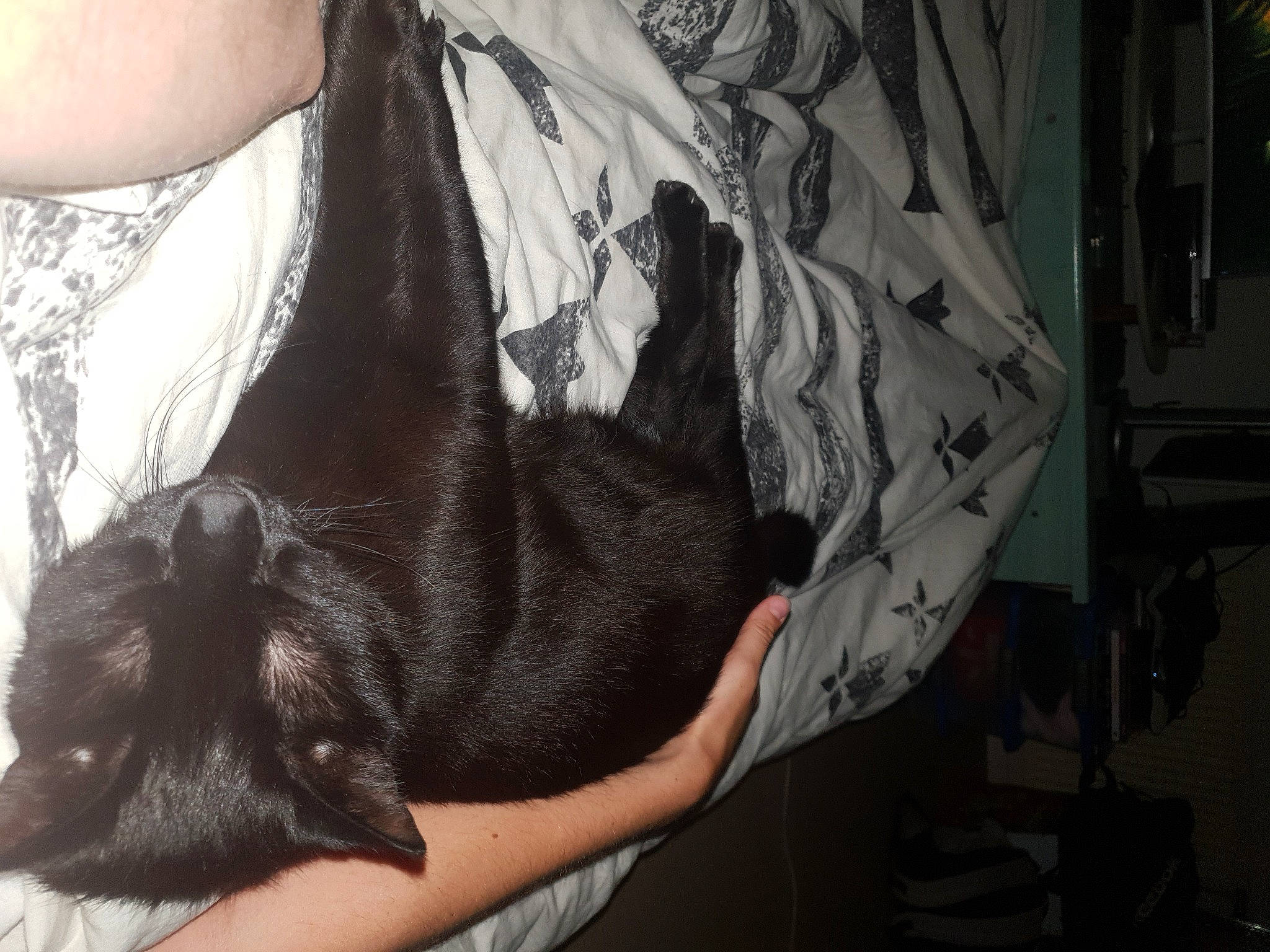 Malone a rejoint le concours — aidez-le/la à gagner de superbes lots ! arm, black_hair, cat, ear, finger, fur, hand, leg, long_hair, neck, tail, whiskers