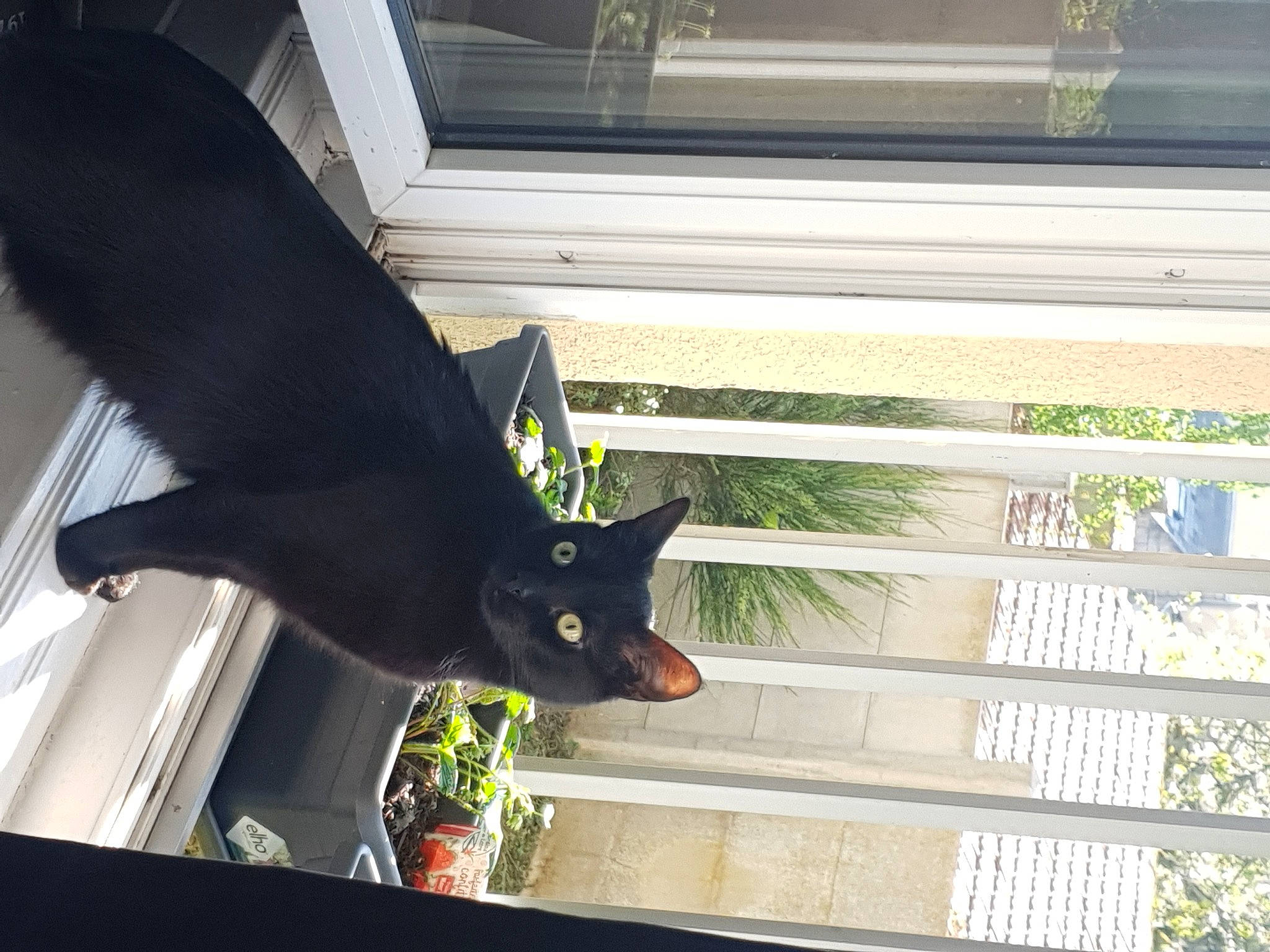 Malone participe au concours pour gagner de l'argent avec cette photo : asian, black, black_cat, bombay, carnivore, cat, ear, felidae, havana_brown, interior_design, plant, small_to_medium_sized_cats, tail, tree, whiskers, window