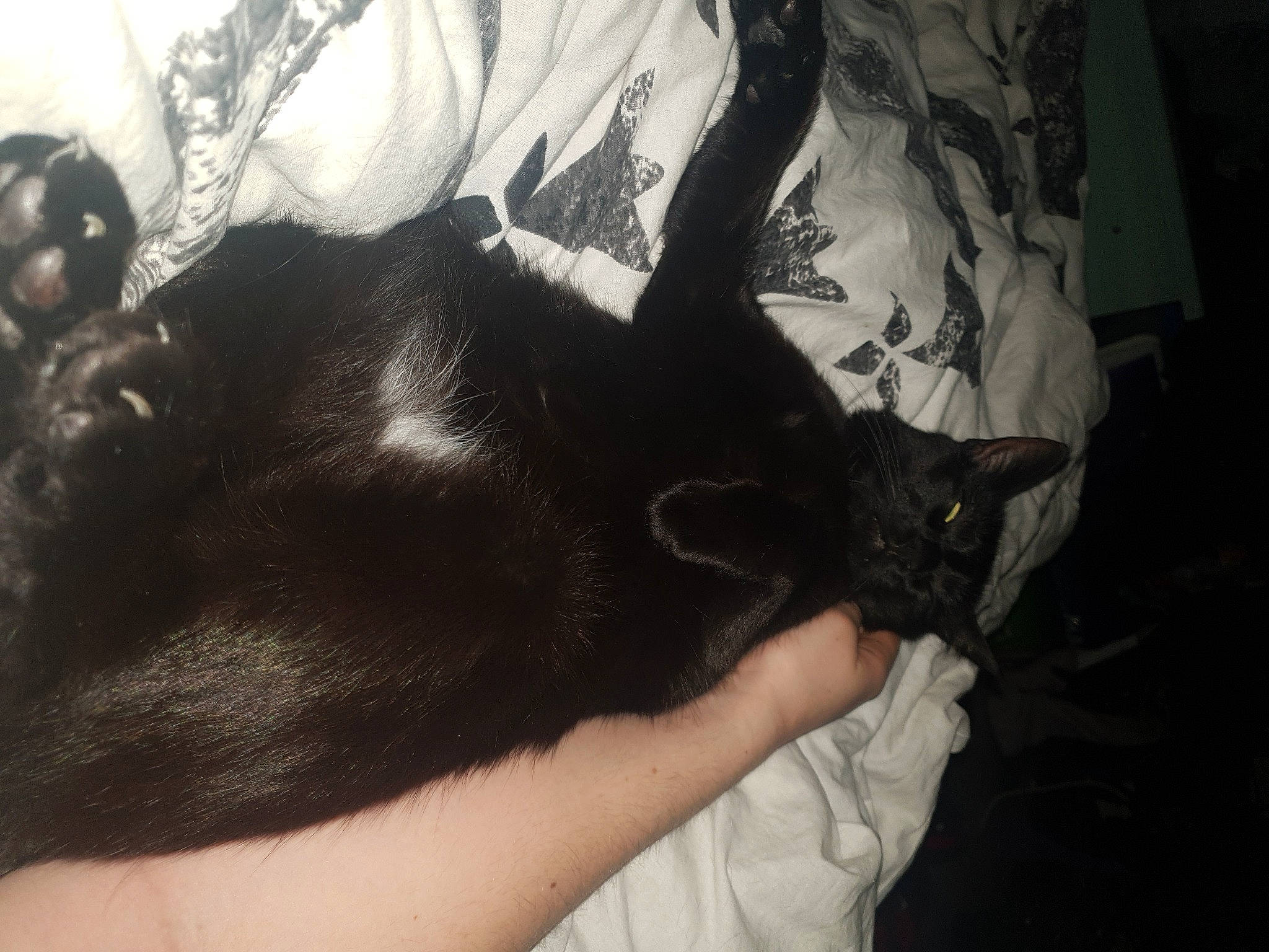 Malone a rejoint le concours — aidez-le/la à gagner de superbes lots ! black_cat, black_hair, bombay, carnivore, cat, ear, felidae, fur, hair, hand, long_hair, small_to_medium_sized_cats, snout, tail, whiskers