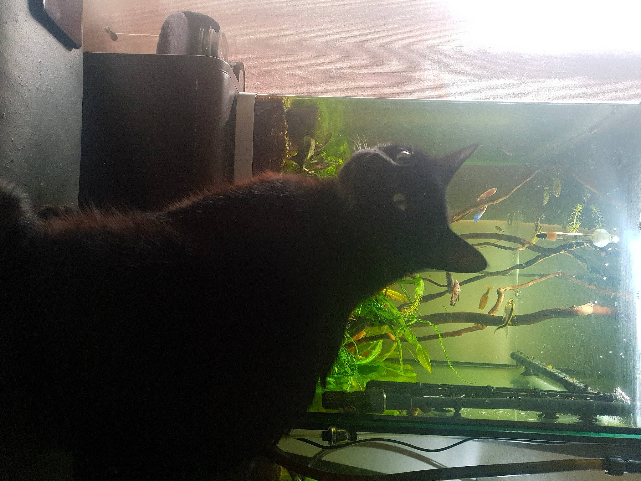 Malone a rejoint le concours — aidez-le/la à gagner de superbes lots ! black, black_cat, cat, felidae, grass, organism, plant, sunlight, tail, technology, tree