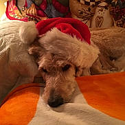 Stanley is registered to the contest to win money with this photo: blanket, canine, christmas, cozy, cute, decor, dog, fur, holiday, indoor, nose, orange, pillow, red, resting, santa_hat, sleepy, soft, warm, white