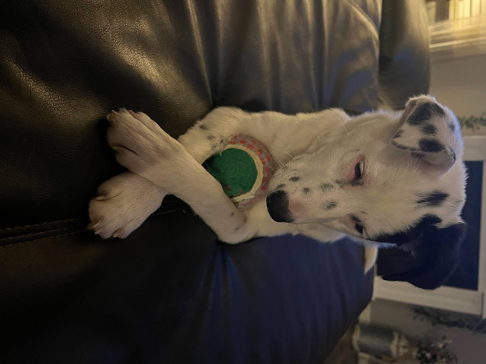 Oreo is registered to the contest to win money with this photo: bed, canidae, carnivore, comfort, companion_dog, dog, dog_breed, felidae, fur, guard_dog, linens, nap, paw, sleep, small_to_medium_sized_cats, sporting_group, stuffed_toy, tail, toy_dog, whiskers