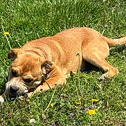 Thor joined the competition — help win amazing prizes! dog, grass, outdoor, sunny, wildflowers, tan, pet, nature, chewing, canine, animal, laying_down, greenery, summer, playful, closeup, daylight, relaxed, field, fur