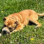 dog, grass, outdoor, sunny, wildflowers, tan, pet, nature, chewing, canine, animal, laying_down, greenery, summer, playful, closeup, daylight, relaxed, field, fur