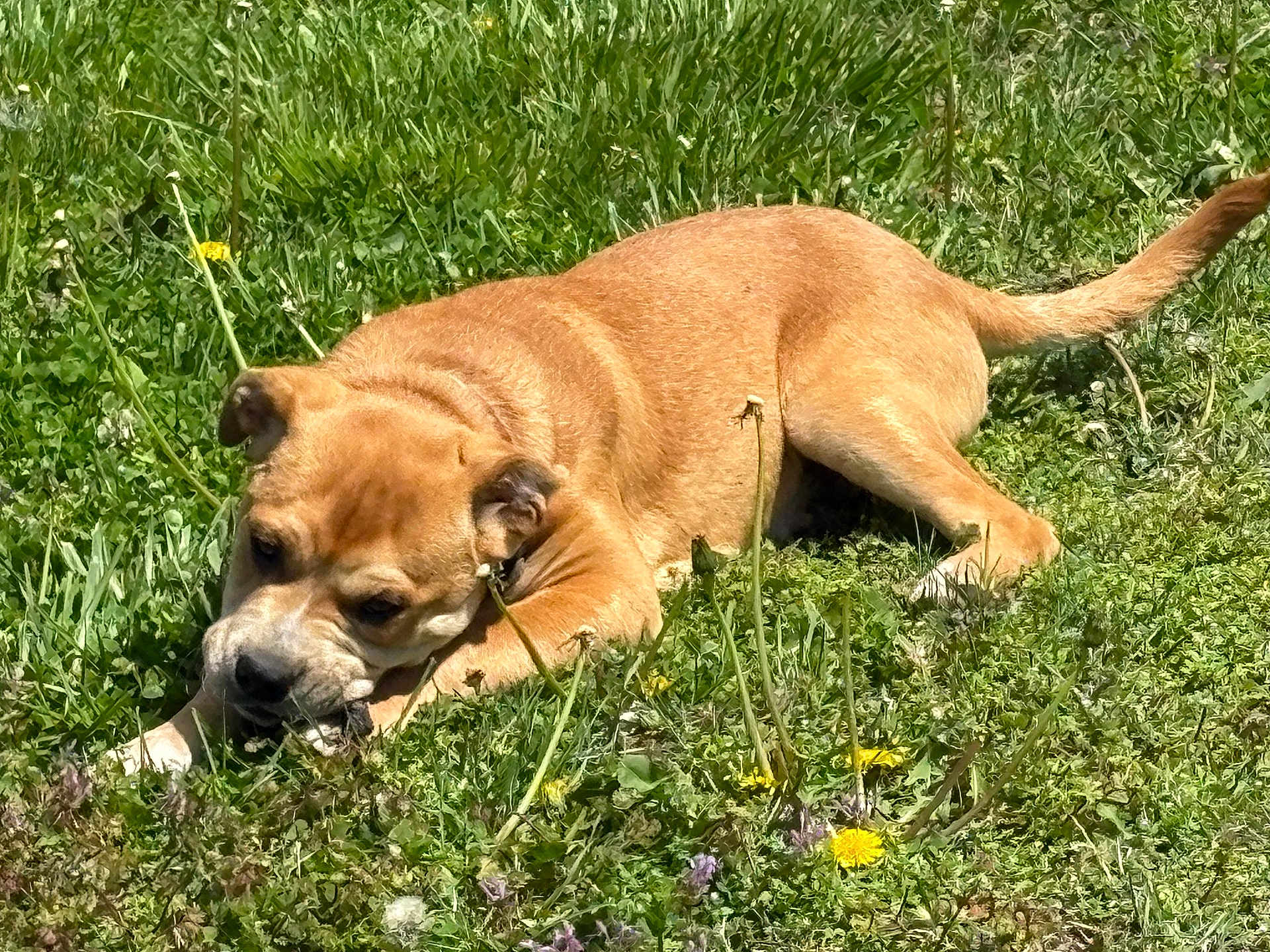 Thor joined the competition — help win amazing prizes! dog, grass, outdoor, sunny, wildflowers, tan, pet, nature, chewing, canine, animal, laying_down, greenery, summer, playful, closeup, daylight, relaxed, field, fur