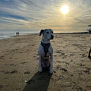 Perle a rejoint le concours — aidez-le/la à gagner de superbes lots ! animal, beach, calm, clouds, coast, dog, evening, harness, nature, outdoor, pet, quiet, relaxing, sand, scenic, shadow, silhouette, sky, sunset, water