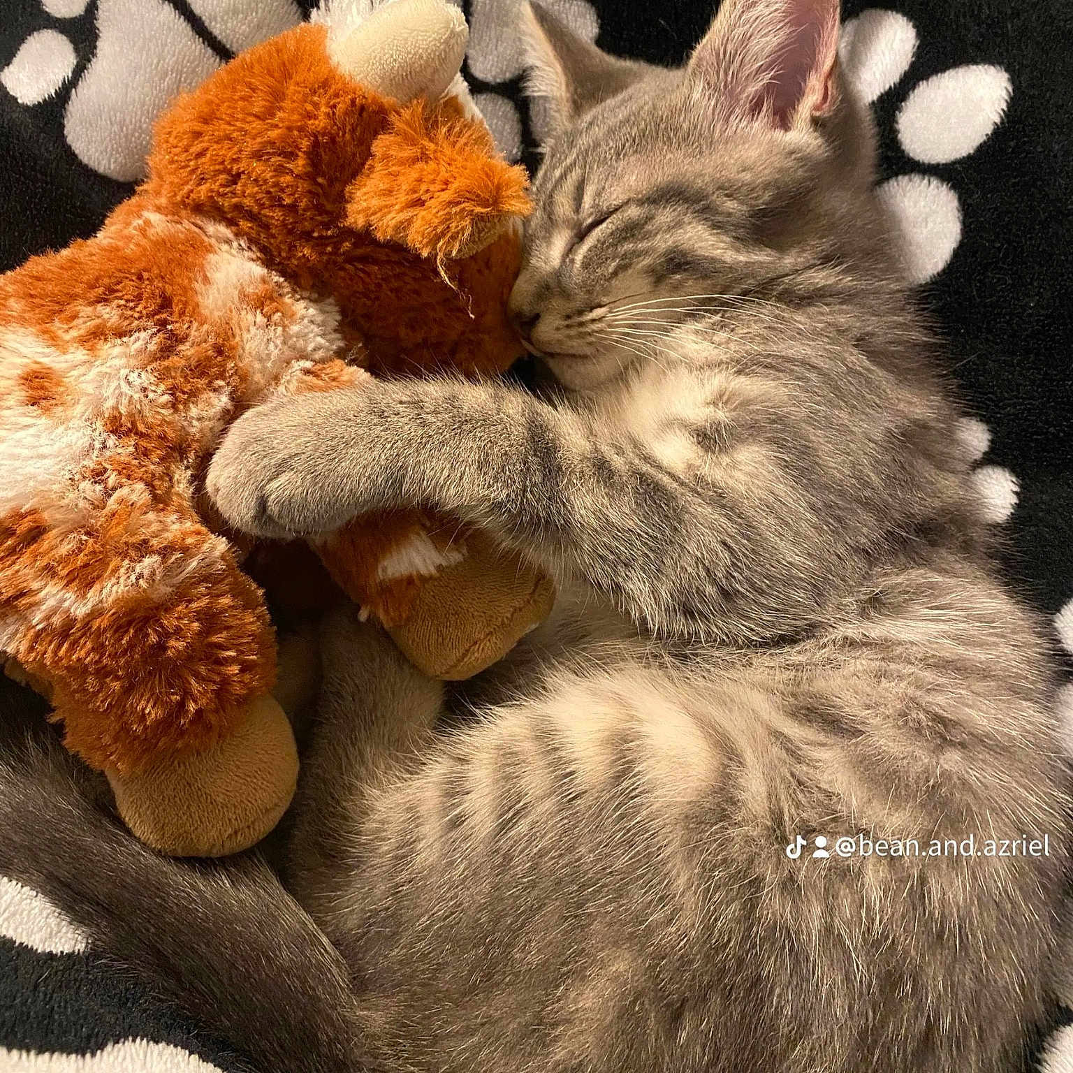 Bean joined the competition — help win amazing prizes! abyssinian, angora, animal, blanket, cat, clothing, couch, egyptiancat, fur, furniture, homedecor, kitten, manx, person, pet, plush, quilt, sleeping, teddybear, toy