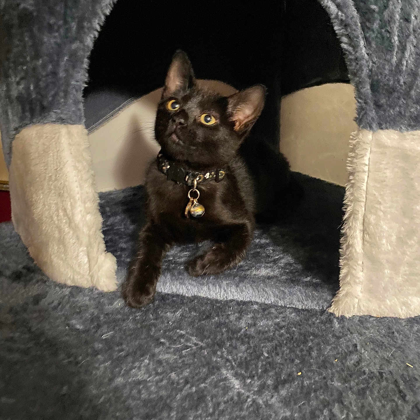Azriel is registered to the contest to win money with this photo: abyssinian, animal, bird, blackbird, blackcat, cat, den, doghouse, furniture, indoors, kennel, kitten, manx, pet, plywood, siamese, slate, wood