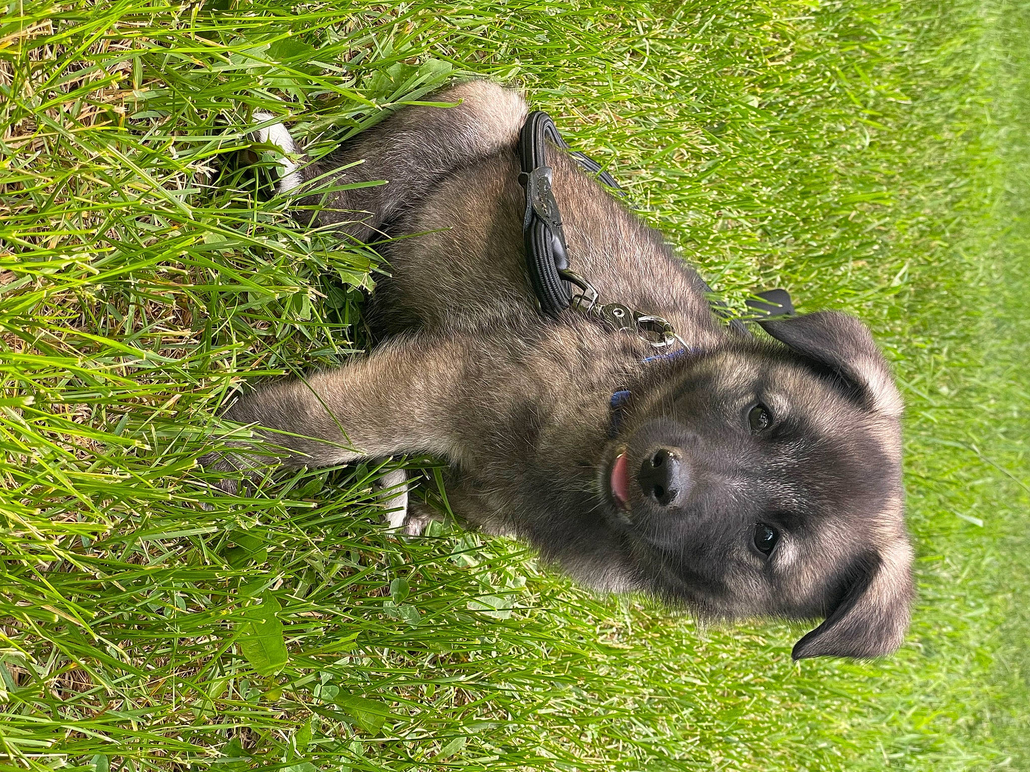 Sadie joined the competition — help win amazing prizes! bat, carnivore, dog_breed, grass, groundcover, marsupial, plant, suidae, terrestrial_animal