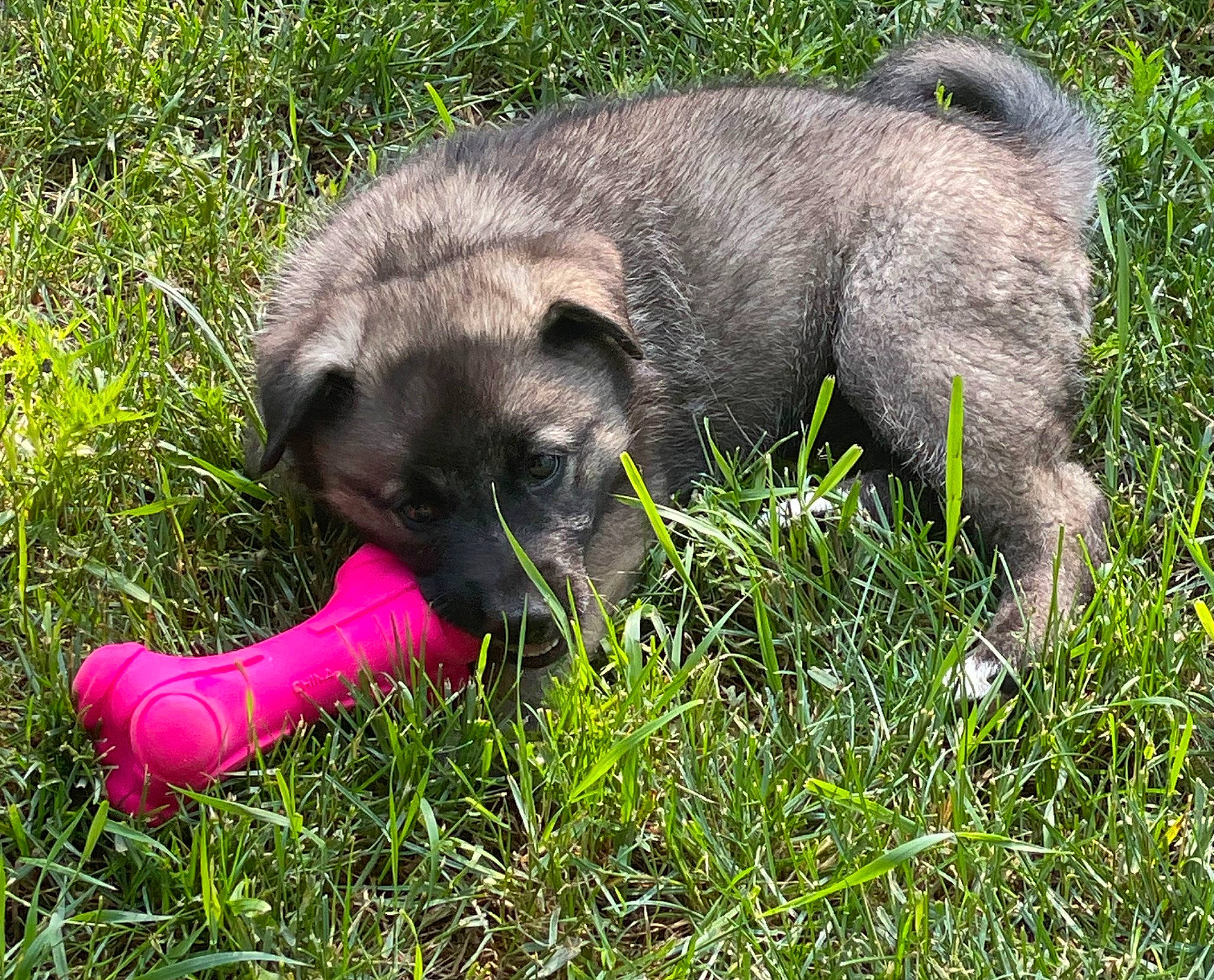 Sadie joined the competition — help win amazing prizes! canidae, carnivore, companion_dog, dog, dog_breed, fawn, fur, grass, groundcover, paw, plant, puppy, snout, sporting_group, terrestrial_animal, wildlife, working_animal
