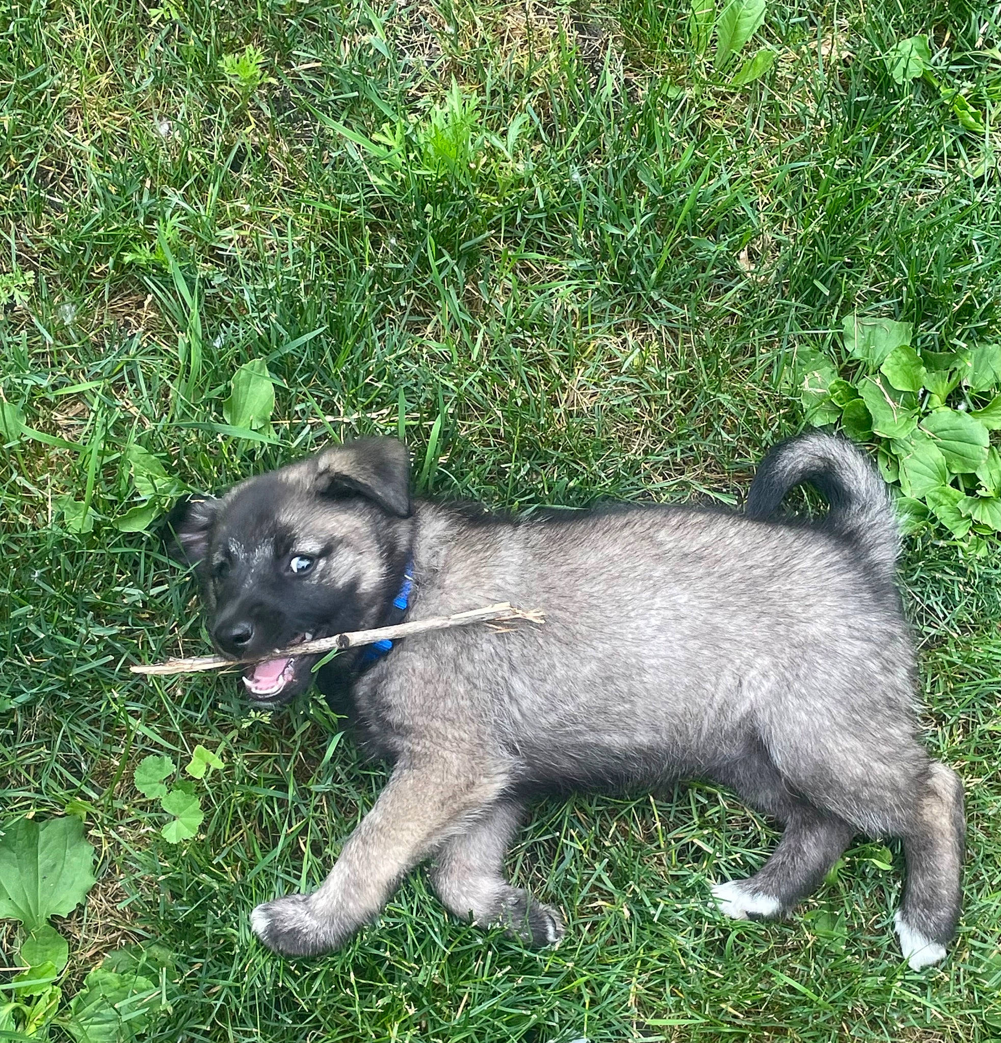 Sadie joined the competition — help win amazing prizes! canidae, carnivore, companion_dog, dog, dog_breed, fawn, grass, groundcover, non_sporting_group, plant, puppy, sporting_group, tail, terrestrial_animal, working_animal