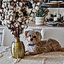 dog, small_dog, fluffy, table, tablecloth, vase, cotton_stems, brass_vase, decor, candles, succulent_plant, indoor, dining_room, chair, mirror, neutral_colors, cozy, relaxed, pet, furniture