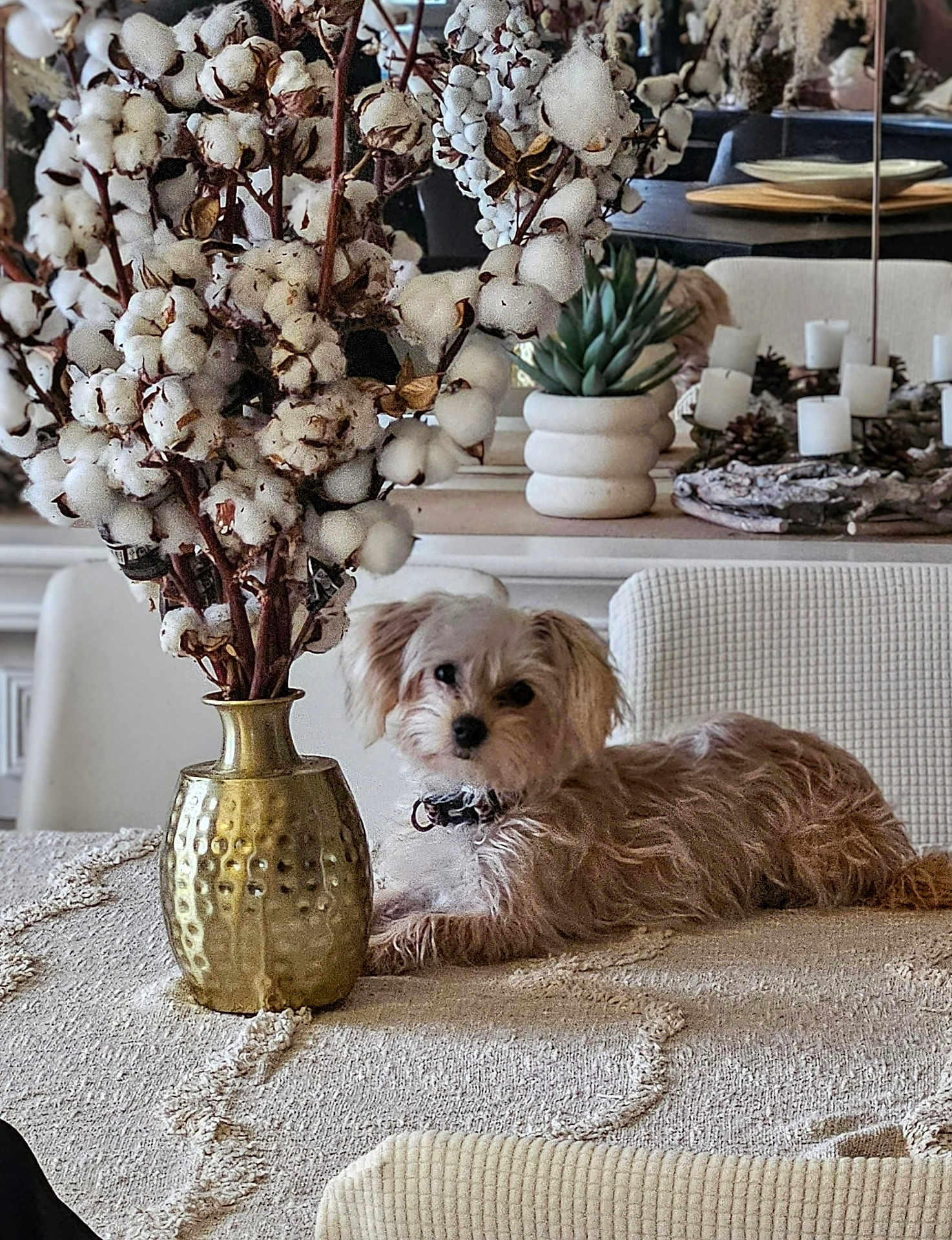 Romeo a rejoint le concours — aidez-le/la à gagner de superbes lots ! dog, small_dog, fluffy, table, tablecloth, vase, cotton_stems, brass_vase, decor, candles, succulent_plant, indoor, dining_room, chair, mirror, neutral_colors, cozy, relaxed, pet, furniture