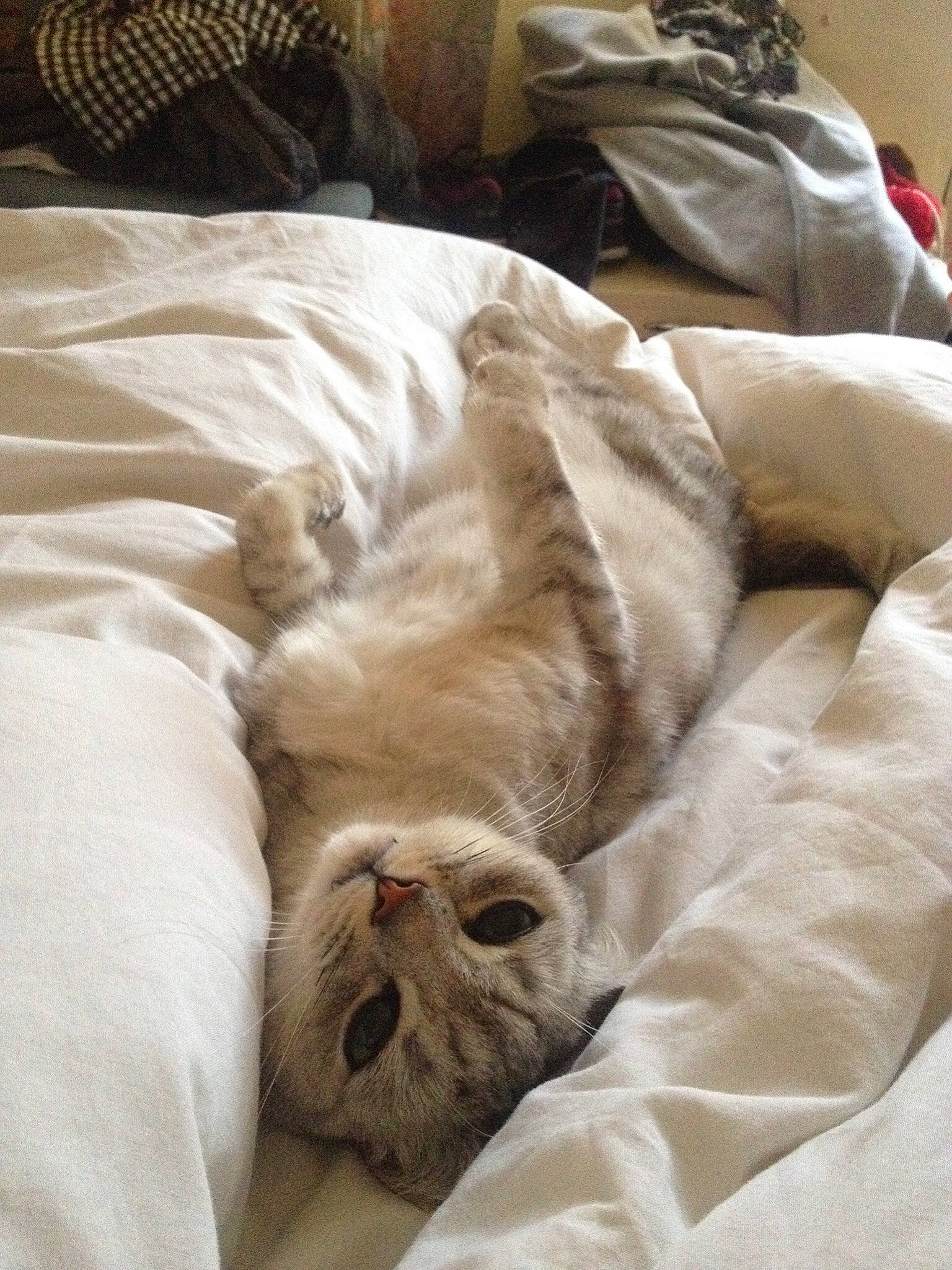 Luna joined the competition — help win amazing prizes! bed_sheet, bedding, blanket, canidae, carnivore, cat, comfort, companion_dog, dog, dog_breed, fur, furniture, linens, nap, puppy, sleep, sporting_group, textile