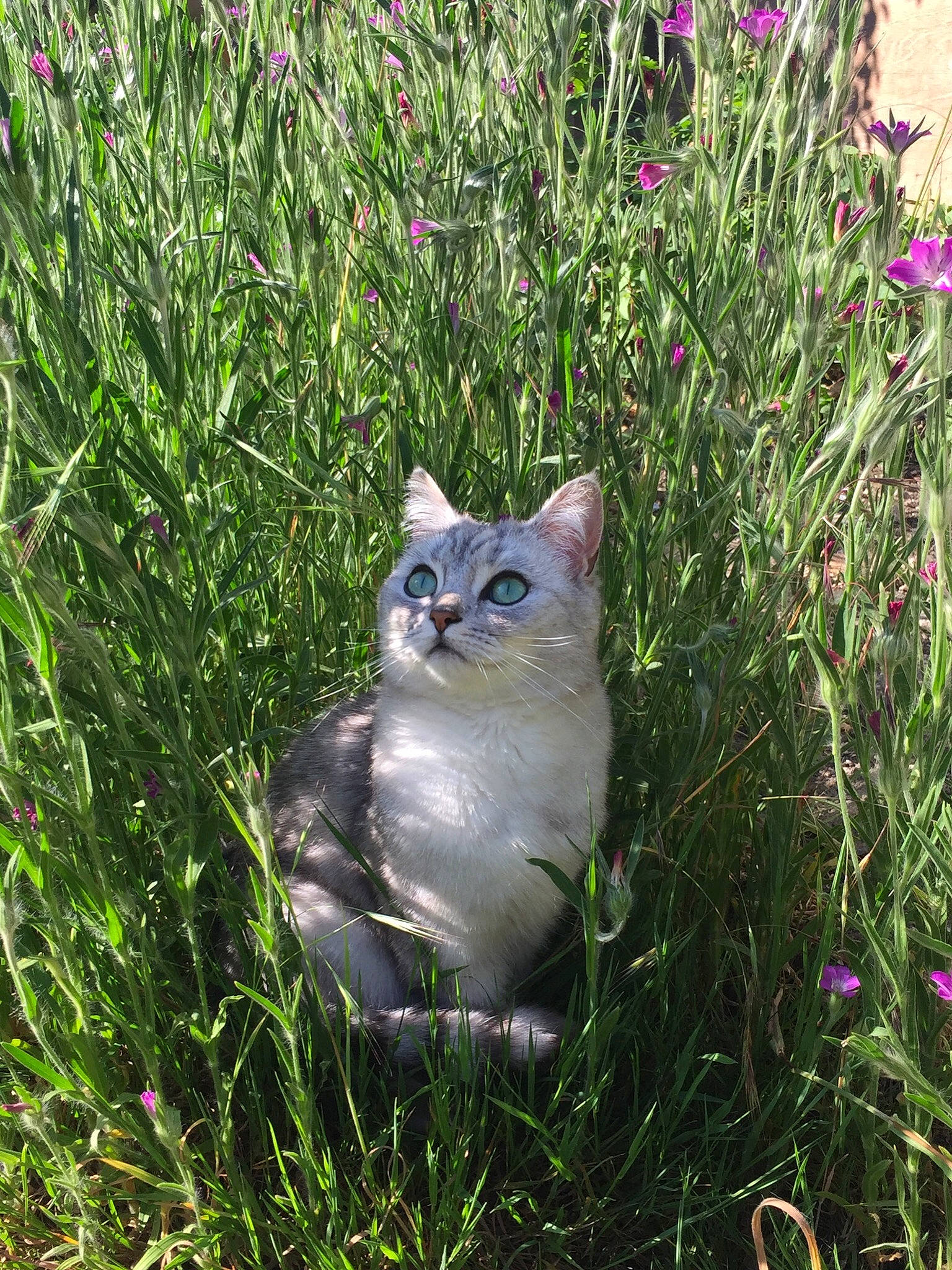 Luna is registered to the contest to win money with this photo: american_wirehair, asian, botany, british_shorthair, carnivore, cat, domestic_short_haired_cat, european_shorthair, felidae, flower, fur, grass, grass_family, herbaceous_plant, plant, small_to_medium_sized_cats, tabby_cat, tail, whiskers, wildflower