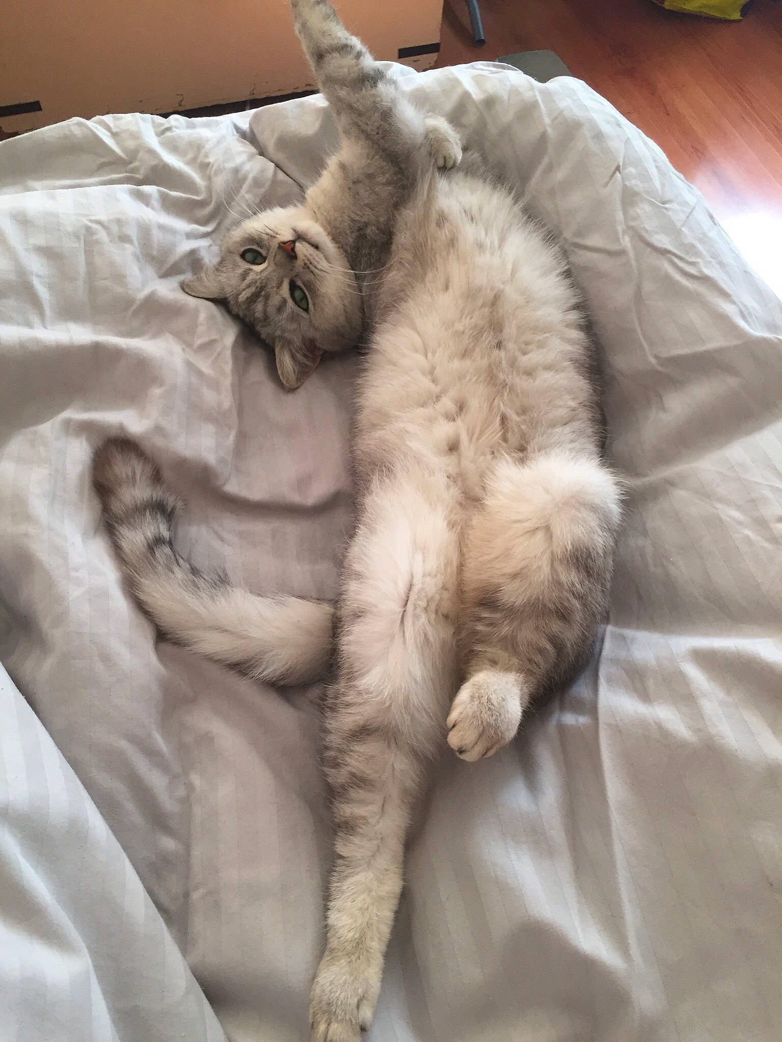 Luna joined the competition — help win amazing prizes! asian, balinese, carnivore, cat, claw, comfort, european_shorthair, felidae, fur, nap, paw, sleep, small_to_medium_sized_cats, tail, whiskers