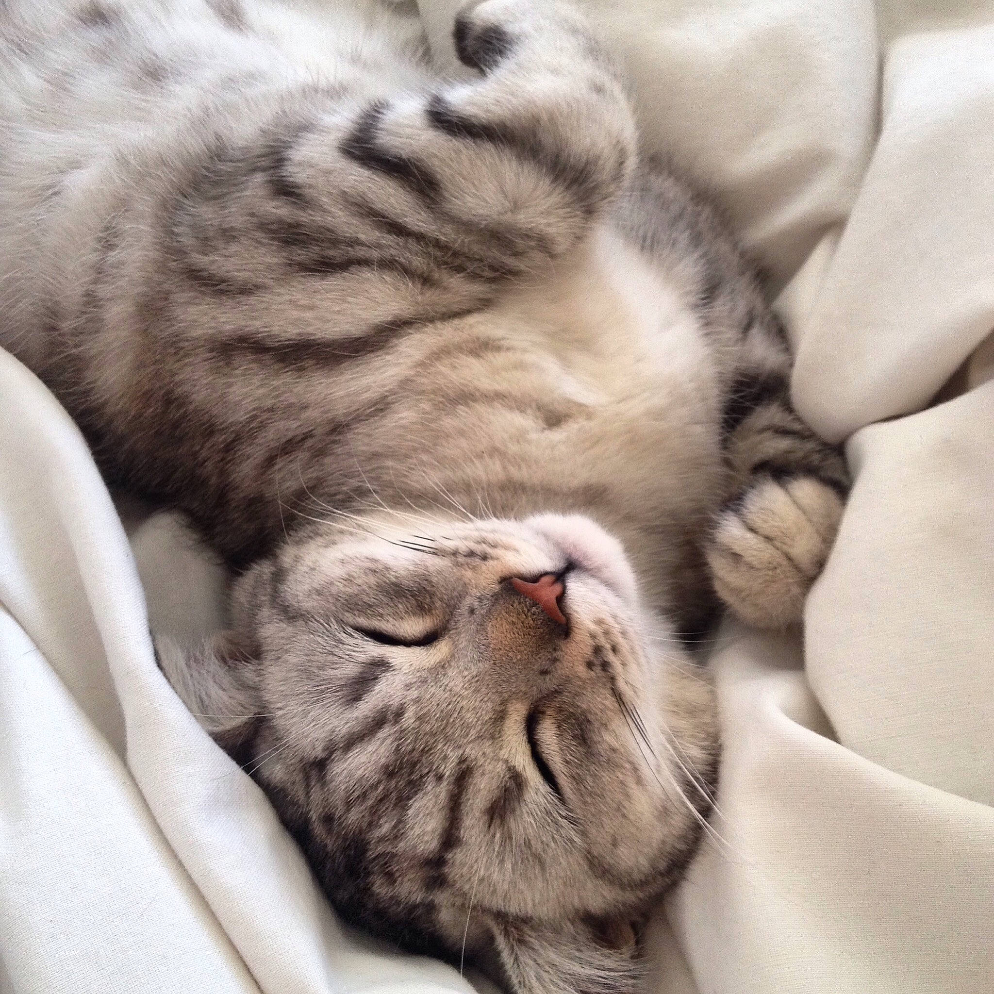 Luna is registered to the contest to win money with this photo: american_shorthair, asian, carnivore, cat, dragon_li, ear, european_shorthair, felidae, fur, kitten, nap, nose, paw, pixie_bob, skin, sleep, small_to_medium_sized_cats, snout, tabby_cat, whiskers