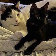 Jellybean joined the competition — help win amazing prizes! cat, black_cat, white_cat, pets, indoor, bed, blanket, striped_bedspread, relaxed, curious, feline, animal, cozy, resting, two_animals, domestic, soft_texture, companion, lying_down, warm