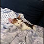 Ulkha a rejoint le concours — aidez-le/la à gagner de superbes lots ! cat, sleeping, blanket, cozy, indoor, pet, fur, resting, cute, calm, comfort, couch, home, animal, relaxation, whiskers, closed_eyes, soft, snuggled, quiet