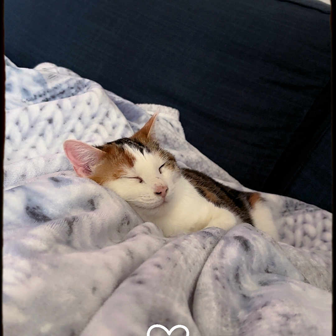 Ulkha a rejoint le concours — aidez-le/la à gagner de superbes lots ! animal, blanket, calm, cat, closed_eyes, comfort, couch, cozy, cute, fur, home, indoor, pet, quiet, relaxation, resting, sleeping, snuggled, soft, whiskers