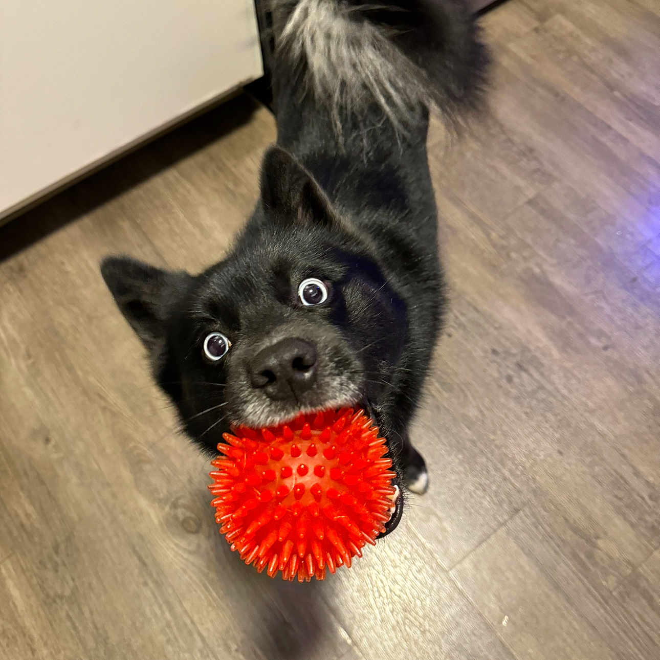 Siah joined the competition — help win amazing prizes! animal, ball, brush, canine, cat, chihuahua, cockerspaniel, device, dog, eskimodog, hardwood, husky, papillon, pet, puppy, sphere, sport, stainedwood, tool, wood