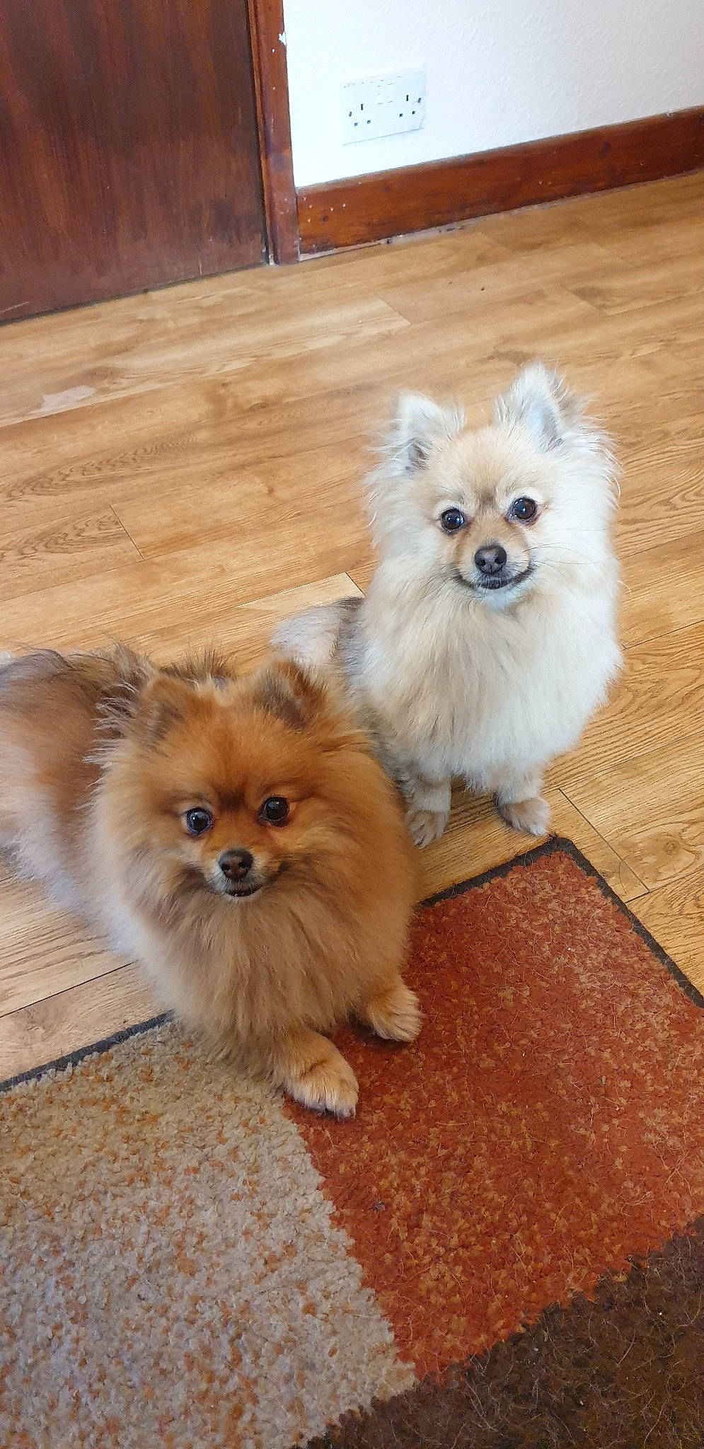 Meeka And Mi Mis joined the competition — help win amazing prizes! canidae, carnivore, companion_dog, dog, dog_breed, fawn, german_spitz, german_spitz_klein, german_spitz_mittel, mammal, person, pomeranian, puppy, skin, snout, spitz, sporting_group, toy_dog, vertebrate, volpino_italiano