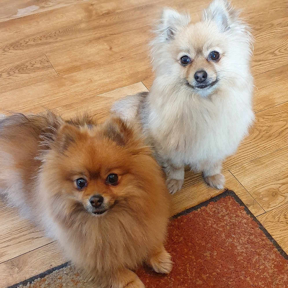 Meeka And Mi Mis joined the competition — help win amazing prizes! canidae, carnivore, companion_dog, dog, dog_breed, fawn, german_spitz, german_spitz_klein, german_spitz_mittel, mammal, person, pomeranian, puppy, skin, snout, spitz, sporting_group, toy_dog, vertebrate, volpino_italiano