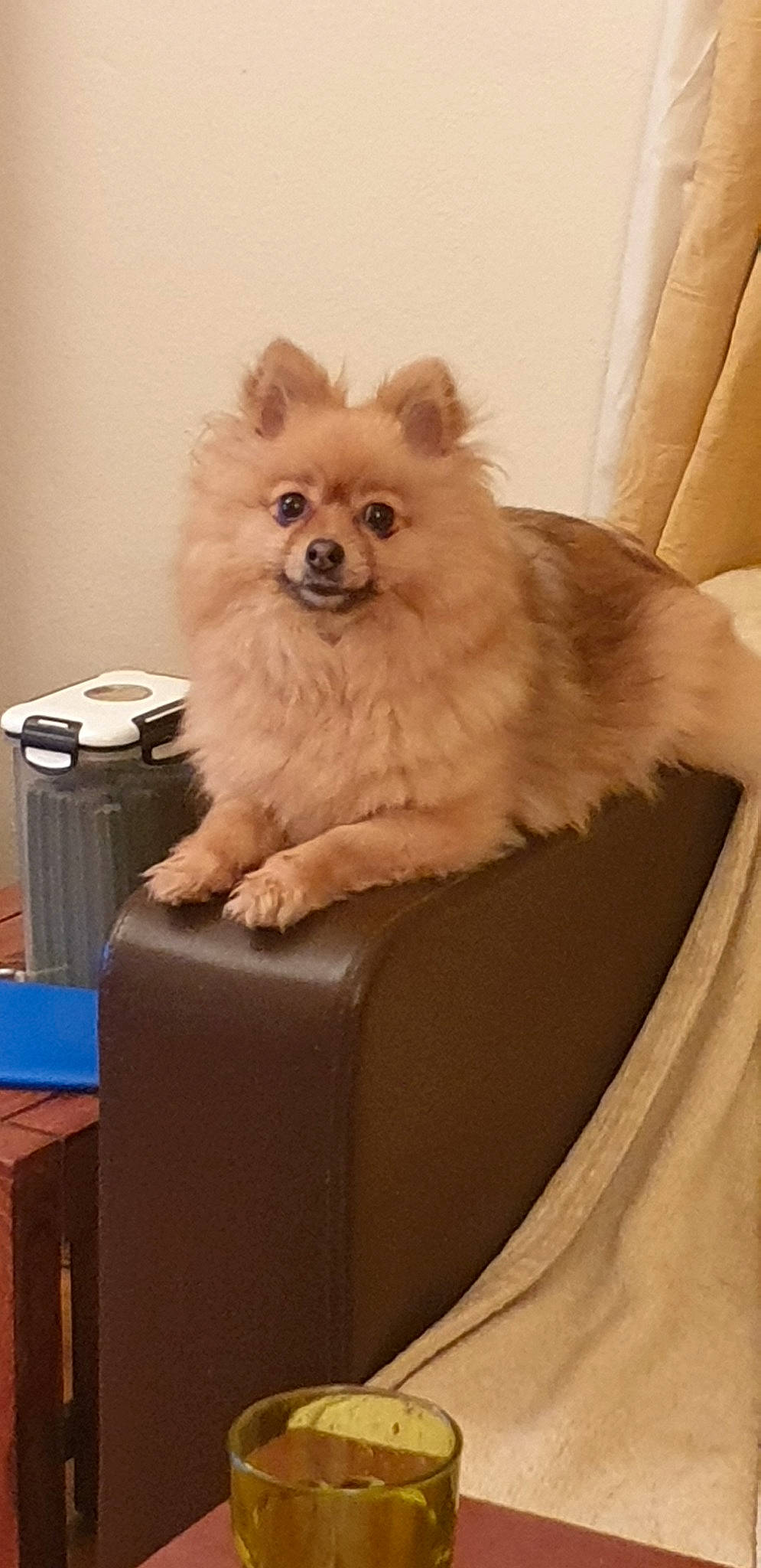 Mi Mis Mother To Chika And Meeka is registered to the contest to win money with this photo: canidae, carnivore, companion_dog, dog, dog_breed, fawn, german_spitz, german_spitz_klein, german_spitz_mittel, mammal, person, pomeranian, spitz, toy_dog, vertebrate, volpino_italiano