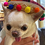 Walter Gonzales joined the competition — help win amazing prizes! animal, chihuahua, close_up, colorful, cute, dog, domestic_animal, ears, expression, face, fur, hand, hat, indoor, pet, pom_poms, small_dog, sombrero, tongue_out, white_dog