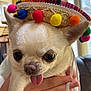 animal, chihuahua, close_up, colorful, cute, dog, domestic_animal, ears, expression, face, fur, hand, hat, indoor, pet, pom_poms, small_dog, sombrero, tongue_out, white_dog