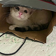 Sai is registered to the contest to win money with this photo: cat, paper_bag, indoor, pet, animal, whiskers, tail, pink_nose, curious, quilt, fabric, handle, brown, white, fur, close_up, cute, small, resting, cozy