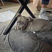 Bloo participe au concours pour gagner de l'argent avec cette photo : puppy, dog, gray_coat, blue_eyes, pet_bed, cushion, rug, indoor, table_leg, wooden_floor, shoe, sock, person_leg, looking_at_camera, relaxed, small_paw, cute, home_interior, floor_mat, young_puppy