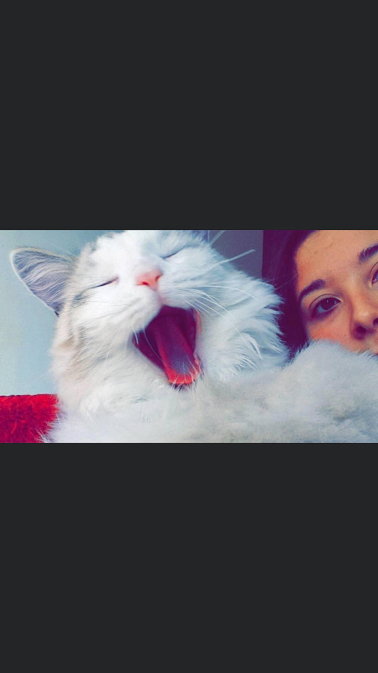 Loukoum participe au concours pour gagner de l'argent avec cette photo : carnivore, cat, ear, eye, felidae, fur, head, kitten, mouth, nose, photo_caption, photography, ragdoll, selfie, sky, small_to_medium_sized_cats, smile, snout, turkish_van, whiskers