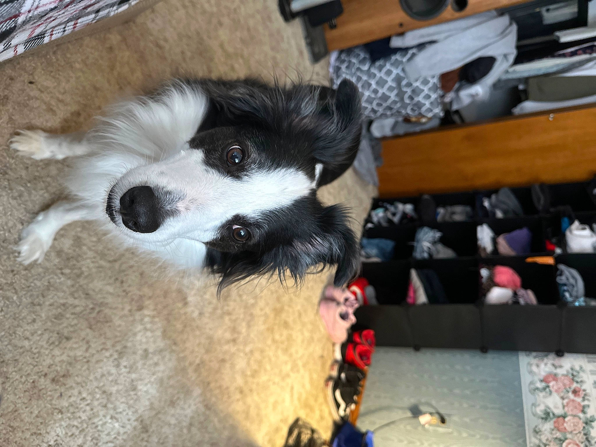 Banjo is registered to the contest to win money with this photo: audio_equipment, border_collie, canidae, carmine, carnivore, companion_dog, computer_keyboard, dog, dog_breed, dog_supply, fur, input_device, non_sporting_group, office_equipment, paw, sporting_group, terrestrial_animal, toy_dog, whiskers, working_animal