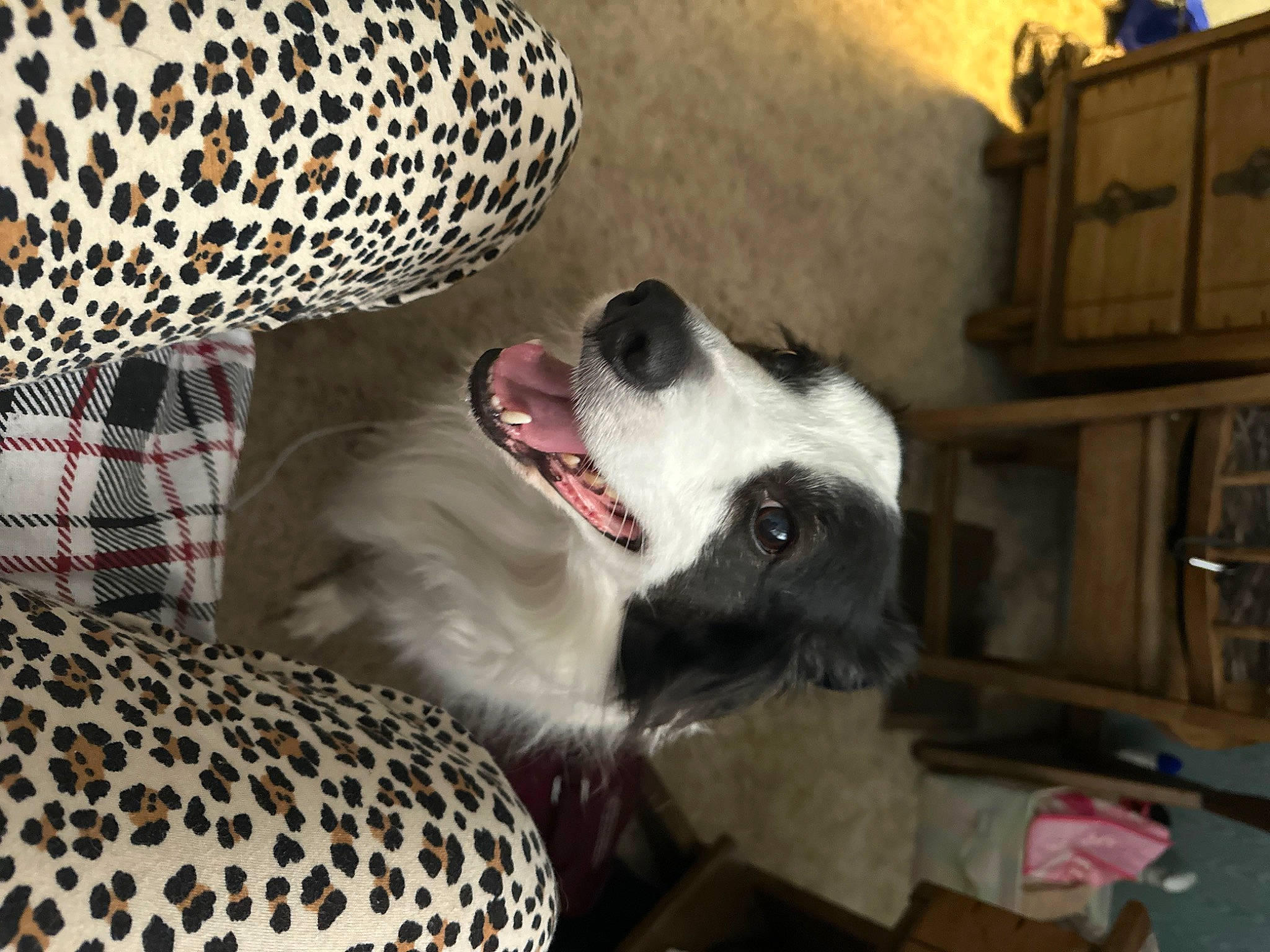 Banjo is registered to the contest to win money with this photo: canidae, carnivore, comfort, companion_dog, dog, dog_breed, dog_supply, fang, foot, fur, houseplant, jaguar, pattern, paw, shelf, snout, sporting_group, terrestrial_animal, whiskers, yawn