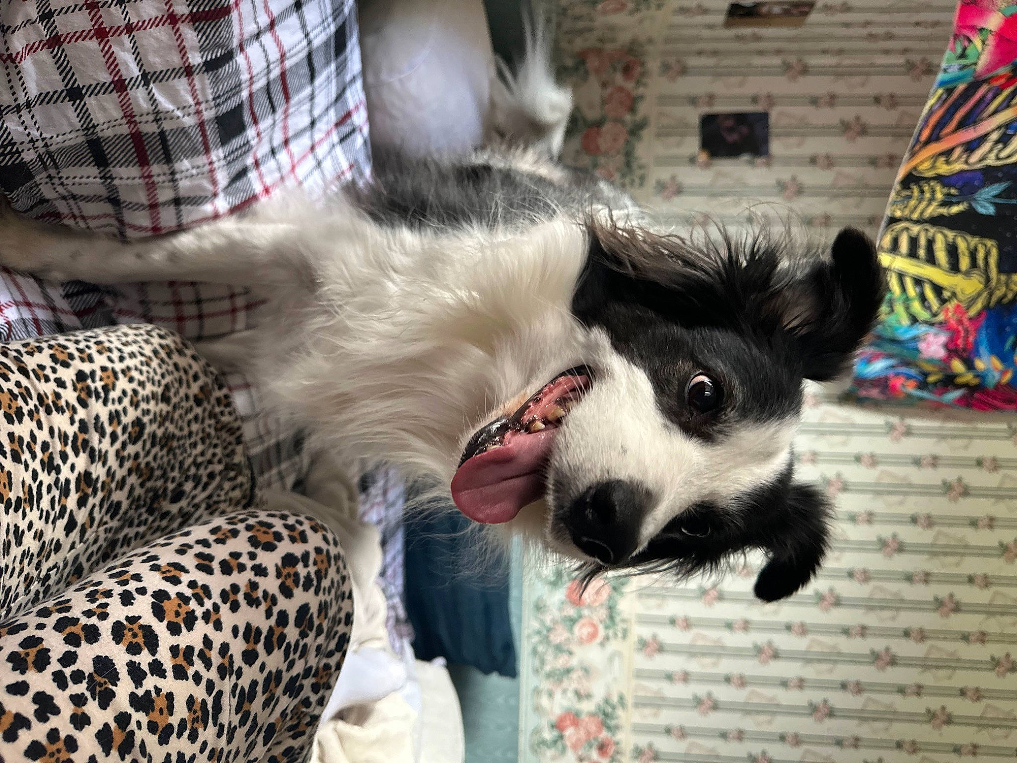 Banjo joined the competition — help win amazing prizes! canidae, carnivore, collar, companion_dog, dog, dog_breed, dog_collar, dog_supply, fang, fawn, felidae, fur, pattern, paw, small_to_medium_sized_cats, snout, sporting_group, tartan, whiskers, working_animal