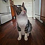 Milo joined the competition — help win amazing prizes! alert, animal, appliance, cabinet, cat, curious, domestic, ears, feline, floor, home, indoor, kitchen, pet, pink_nose, sitting, tabby, whiskers, white, wooden_floor