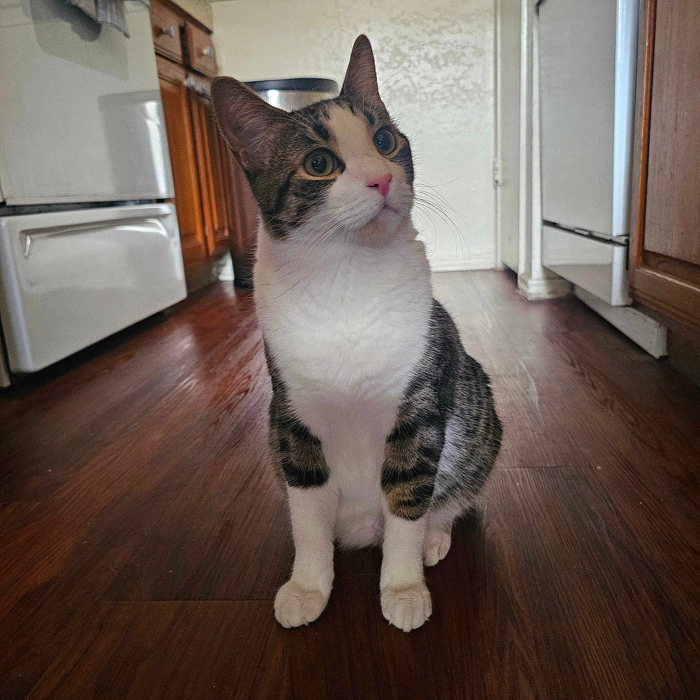 Milo joined the competition — help win amazing prizes! alert, animal, appliance, cabinet, cat, curious, domestic, ears, feline, floor, home, indoor, kitchen, pet, pink_nose, sitting, tabby, whiskers, white, wooden_floor