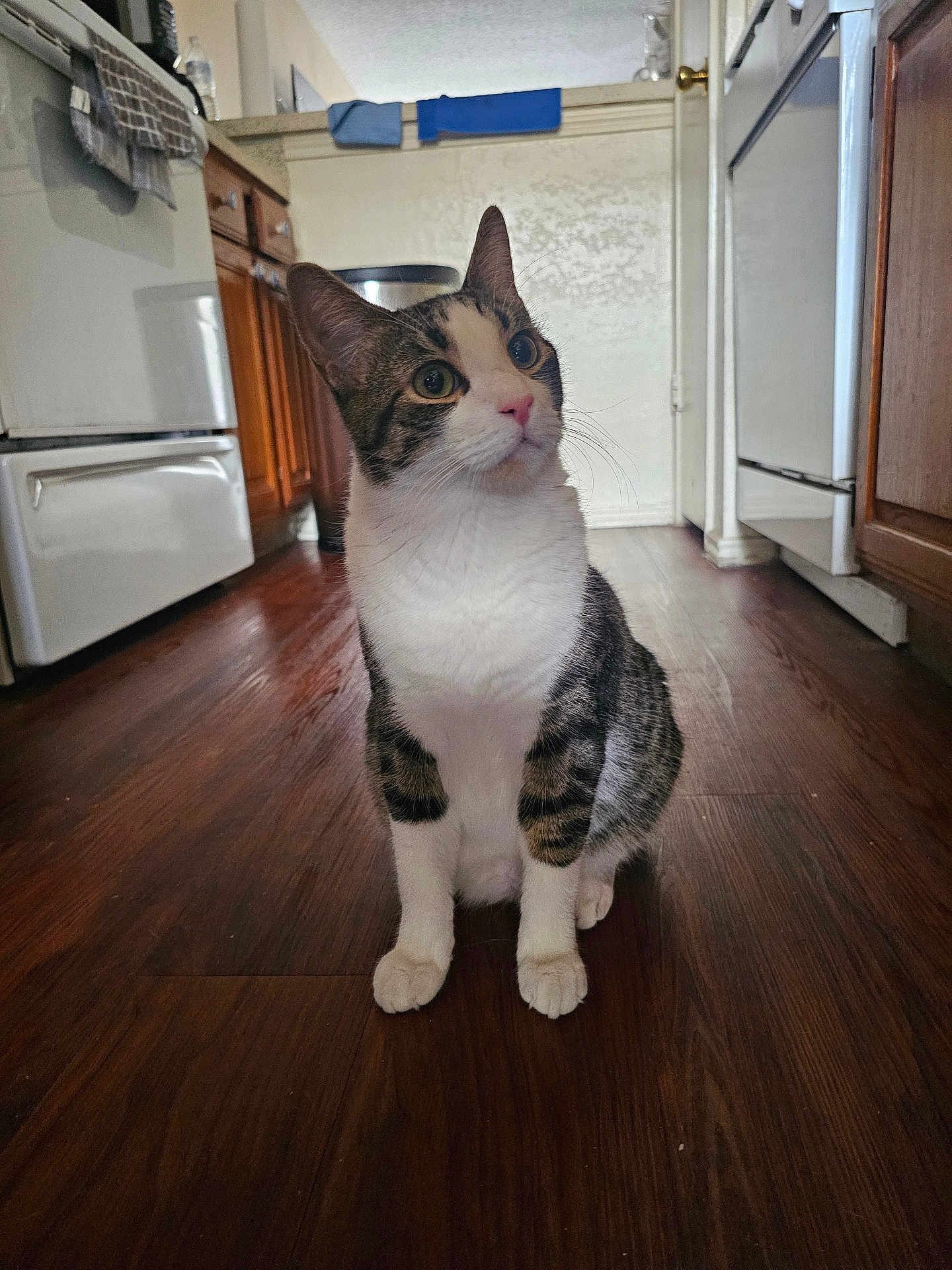 Milo