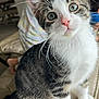 Milo joined the competition — help win amazing prizes! blurred_background, cat, couch, curious, cute, ears, eyes, fur, furniture, gray, indoor, kitten, pajamas, person, pet, pink_nose, tabby, whiskers, white, young