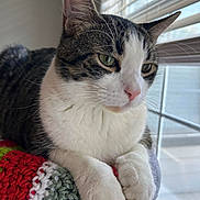 Milo is registered to the contest to win money with this photo: animal, cat, close_up, cozy, domestic, fur, green, green_eyes, indoor, knitted_blanket, paws, pet, red, resting, sunlight, tabby, whiskers, white, window