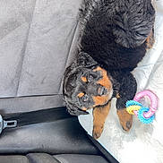 Kiss participe au concours pour gagner de l'argent avec cette photo : animal, black_fur, canine, car_seat, companion, cozy, curious, cute, dog, fur, indoor, looking_up, pet, plaything, puppy, resting, seatbelt, tan_fur, toy, young_dog