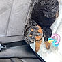 animal, black_fur, canine, car_seat, companion, cozy, curious, cute, dog, fur, indoor, looking_up, pet, plaything, puppy, resting, seatbelt, tan_fur, toy, young_dog