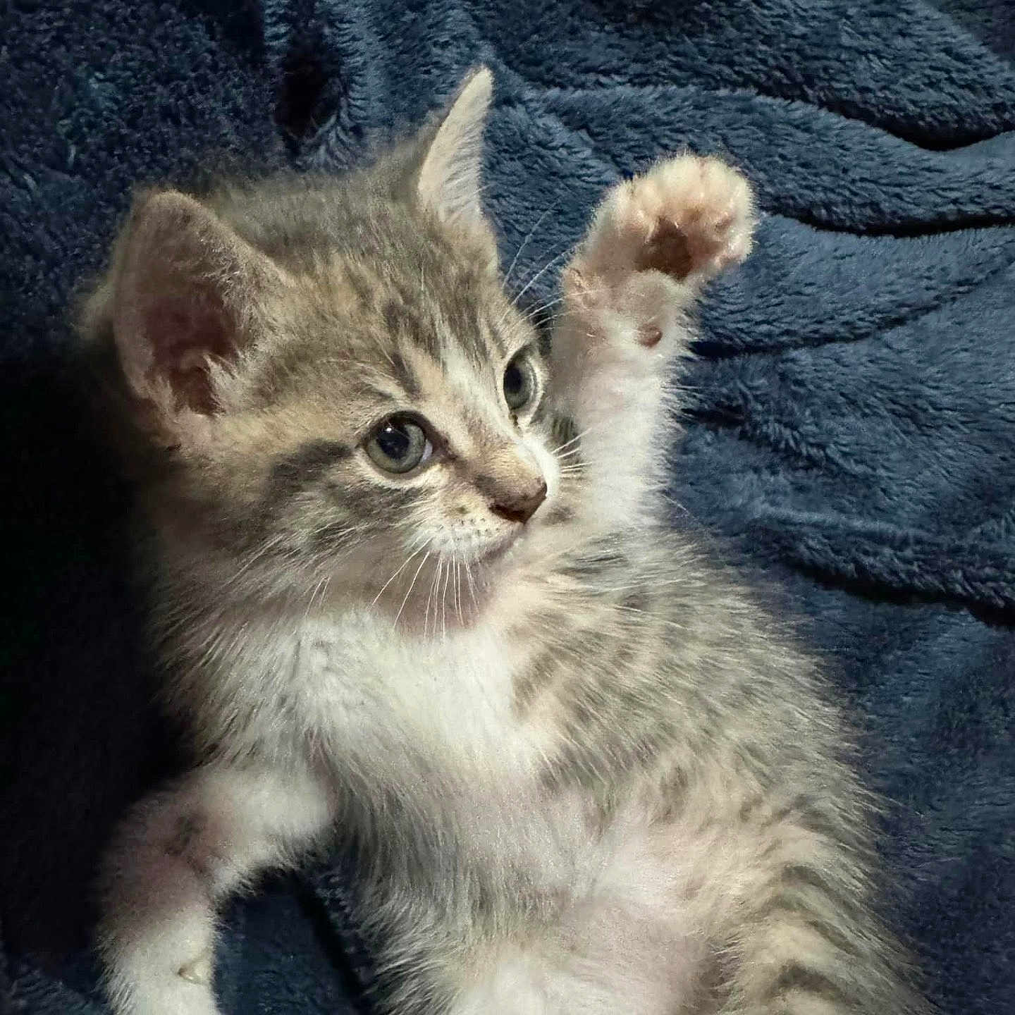 Freya joined the competition — help win amazing prizes! abyssinian, angora, animal, blanket, cat, kitten, manx, pet, quilt