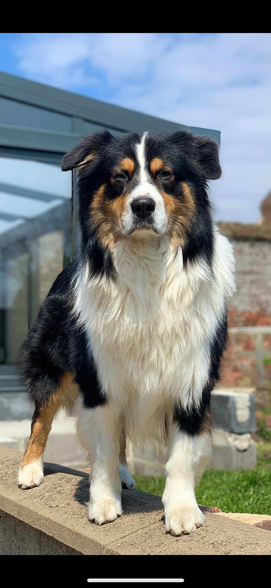 Saiko a rejoint le concours — aidez-le/la à gagner de superbes lots ! dog, tricolor, outdoor, wall, fur, pet, animal, canine, grass, sky, clouds, building, glass, brick, paws, standing, sunlight, portrait, nature, expression