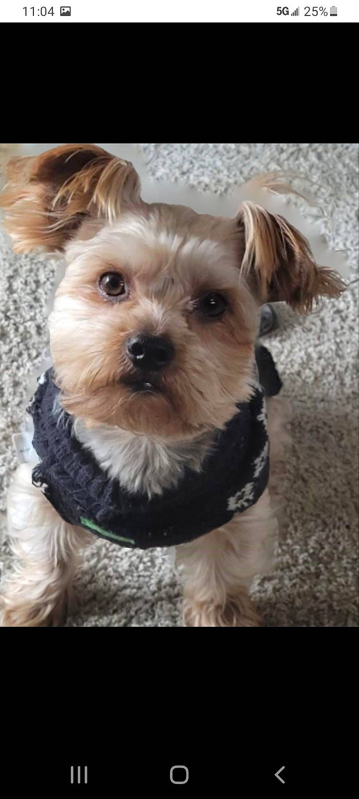 Chewy
