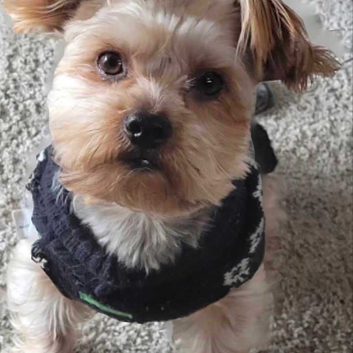 Chewy