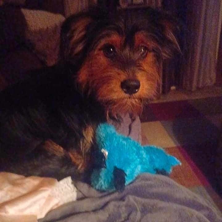 Bentley