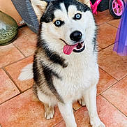 Appy participe au concours pour gagner de l'argent avec cette photo : animal, background, blue_eyes, canine, cute, dog, domestic, fur, happy, outdoor, pet, pet_bike, pink_bike, plant_pot, playful, porch, siberian_husky, smiling, tile_floor, tongue_out